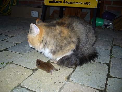 Norsk Skovkat Mizzi - Kommer du Izabella? jeg har en fødselsdagsgave til dig :-) billede 11