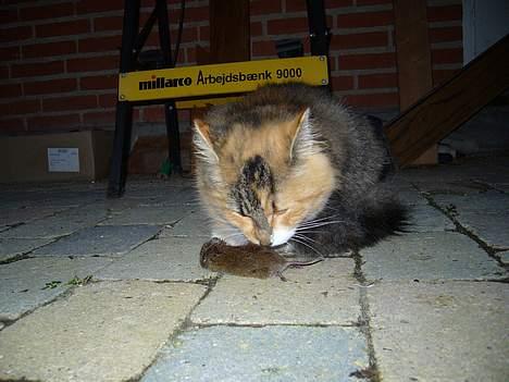 Norsk Skovkat Mizzi - Så spiser jeg den selv... billede 12