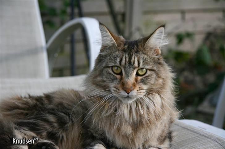 Maine Coon Cassiopeia - 09/07-08  billede 1
