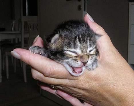 Maine Coon Cassiopeia - 1 uge gammel billede 2