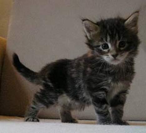 Maine Coon Cassiopeia - 4 uger gammel billede 3