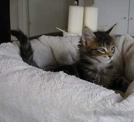Maine Coon Cassiopeia - 7 uger gammel billede 4