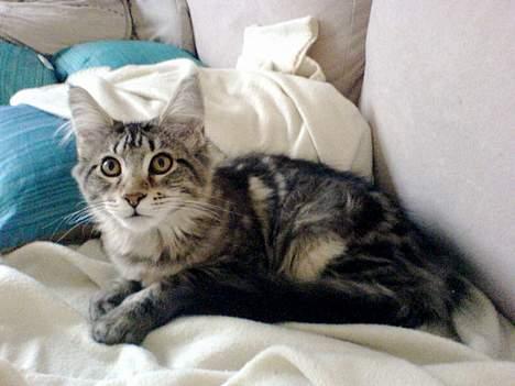 Maine Coon Cassiopeia billede 5