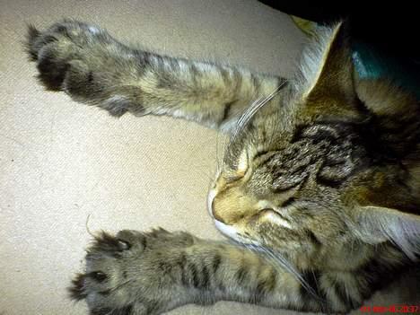 Maine Coon Cassiopeia - puh det er hårdt at slappe af... billede 6