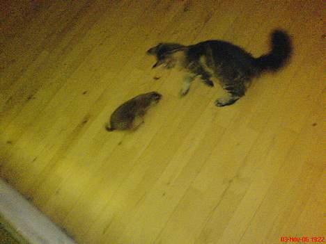 Maine Coon Cassiopeia - Tim (Præriehunden) & Cassio billede 7