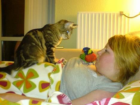 Maine Coon Cassiopeia - cassio --> Gucci --> Heidi billede 8