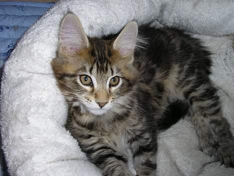 Maine Coon Cassiopeia billede 9