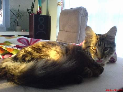 Maine Coon Cassiopeia billede 10