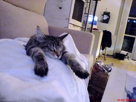 Maine Coon Cassiopeia billede 11