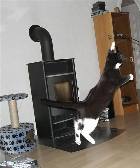 Huskat Gigi - Hopla! billede 9