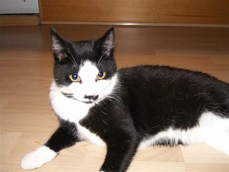 Huskat Gigi - Hold nu op med at tage alle de billeder! billede 10