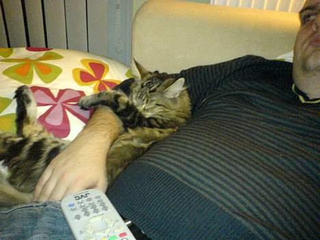 Maine Coon Cassiopeia - Cassio putter med Thomas billede 12