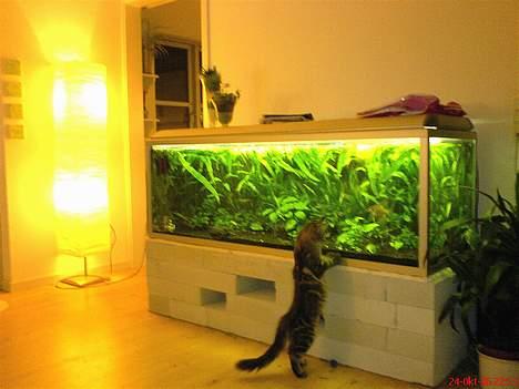 Maine Coon Cassiopeia billede 13