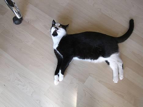 Huskat Gigi - Hvad?? billede 11