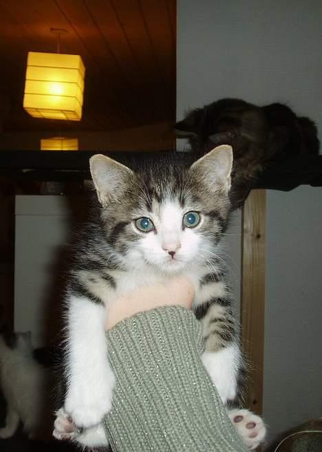 Blanding af racer Simba..<3 - Hejsa...! <3 billede 1