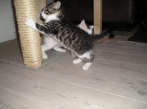 Blanding af racer Simba..<3 - Kradse kradse... billede 2