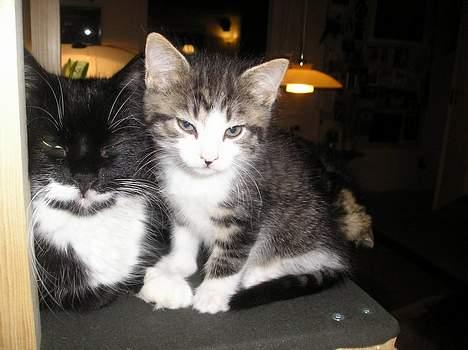 Blanding af racer Simba..<3 - Mig og mor.. billede 3