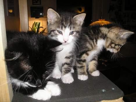 Blanding af racer Simba..<3 - Moar vågn lige op vi bliver fotograferet billede 4