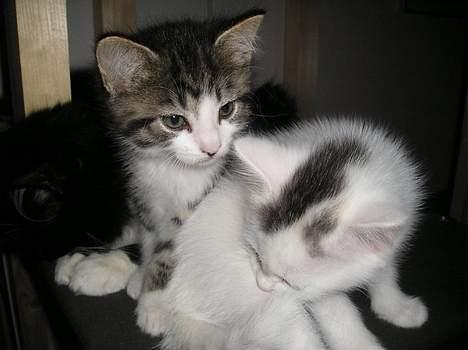 Blanding af racer Simba..<3 - Nala hvad laver du?? billede 5