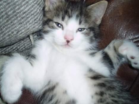 Blanding af racer Simba..<3 - Hihi min dejlige Simba!! billede 6