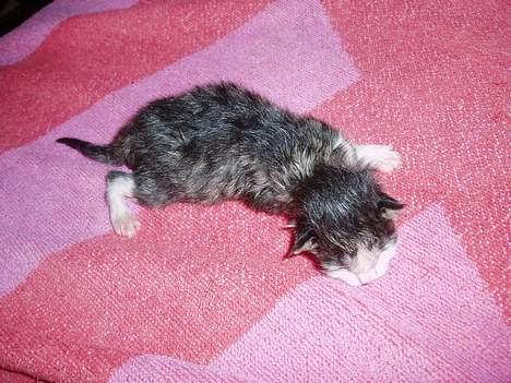 Blanding af racer Simba..<3 - 2 timer gammel.. billede 7