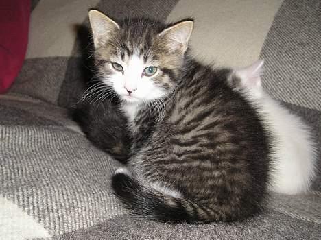 Blanding af racer Simba..<3 - Simba...<3 billede 8