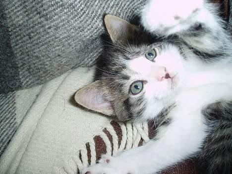 Blanding af racer Simba..<3 - Wrauuu.. billede 9