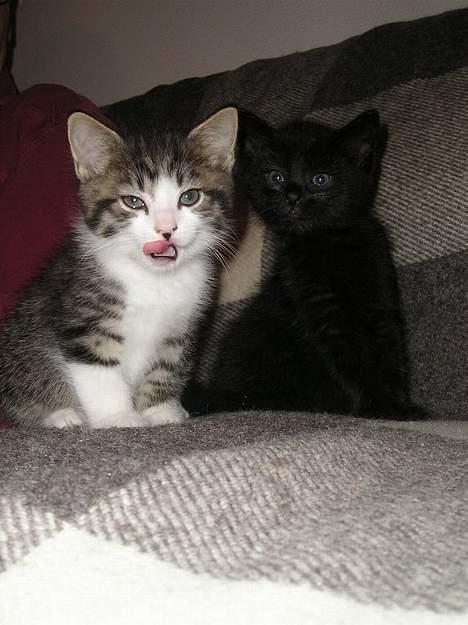 Blanding af racer Simba..<3 - Mig og min bror han er død.. billede 10