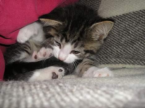 Blanding af racer Simba..<3 - Fanger min hale...! billede 11