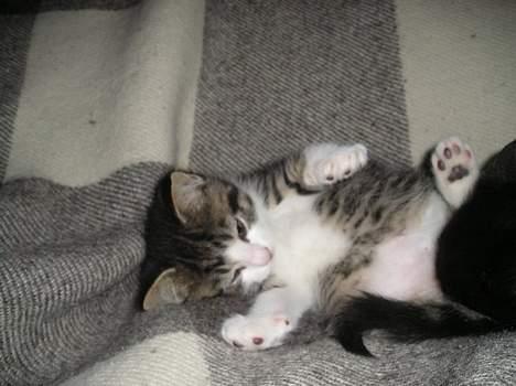 Blanding af racer Simba..<3 - Simba...<3 billede 12