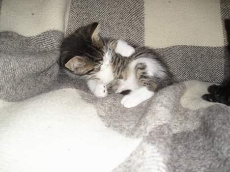 Blanding af racer Simba..<3 - Hva laver du? billede 13