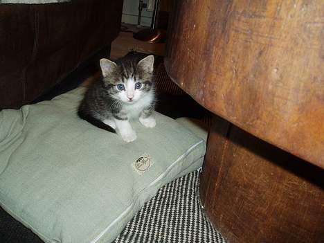 Blanding af racer Simba..<3 - Så sød! billede 14