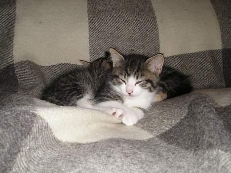 Blanding af racer Simba..<3 - Snork...zzzz billede 15