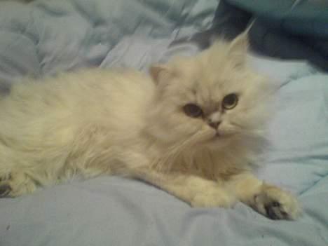 Perser ****NEVA*****¤¤R.I.P¤ billede 6