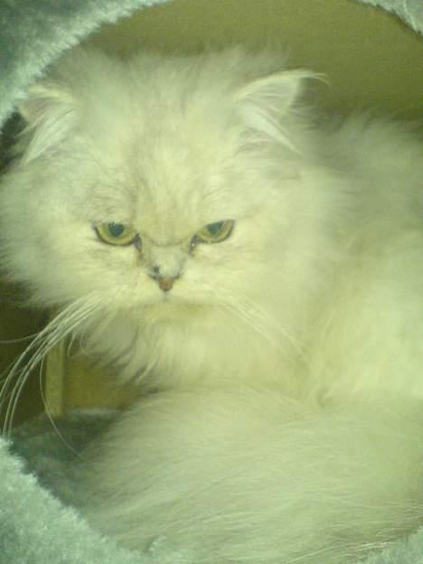 Perser ****NEVA*****¤¤R.I.P¤ billede 7