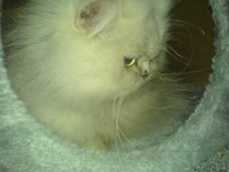 Perser ****NEVA*****¤¤R.I.P¤ billede 8