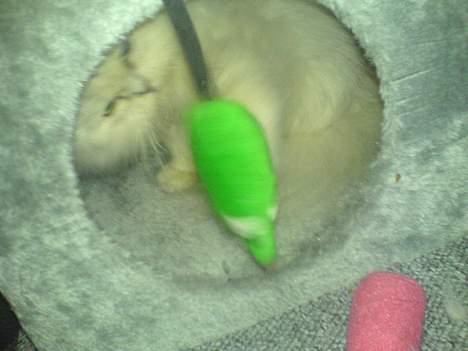 Perser ****NEVA*****¤¤R.I.P¤ billede 9