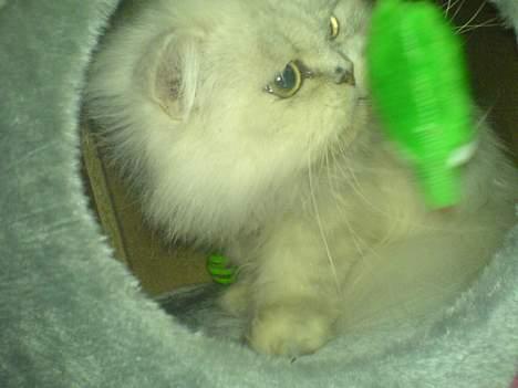 Perser ****NEVA*****¤¤R.I.P¤ billede 10