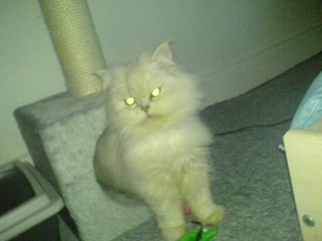 Perser ****NEVA*****¤¤R.I.P¤ billede 11