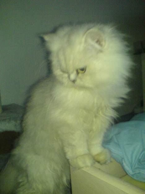 Perser ****NEVA*****¤¤R.I.P¤ billede 12