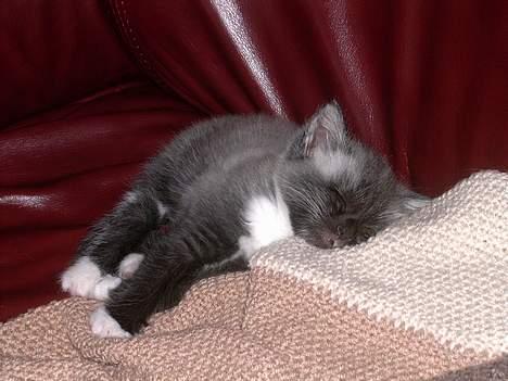 Huskat Totti - UUUH  jeg flader lidt ud billede 11