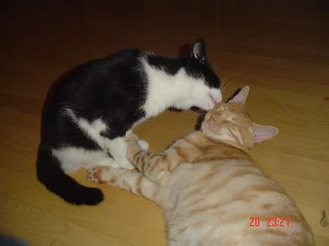 Blanding af racer Theo  - Så er det vasketid billede 10