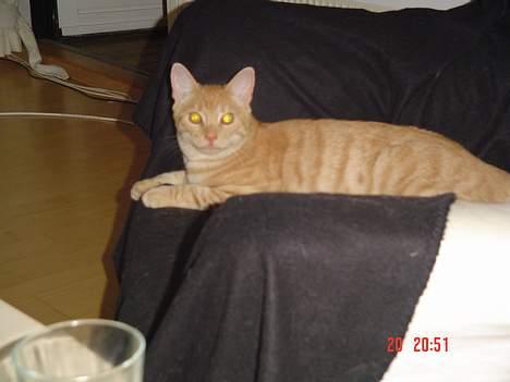 Blanding af racer Theo  - Tager lige en slapper på min trone billede 11