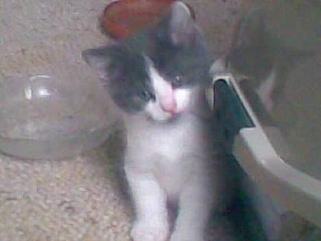 Blanding af racer Nemo - Nemo som killing billede 2