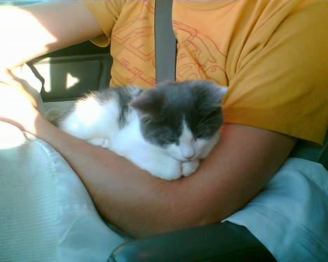 Blanding af racer Nemo - "MIJAUU!!!!" <blev der sagt og på overgav ´far´ sig og tog ham ud af kassen på vejen hjem fra Slagelse. billede 3