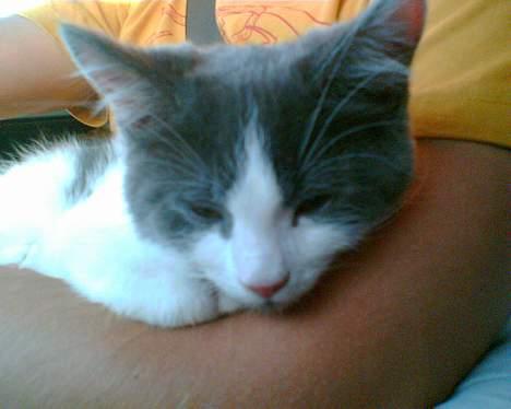 Blanding af racer Nemo - Sådan der...Det er da helt vildt så hyggelig bilturen med disse fremmede pludselig blev....*g* billede 4