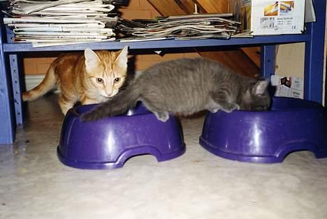 Blanding af racer Mille - Her er det Milles lille killing Bimse (det er den grå), der hygger sig sammen med Miu... billede 9