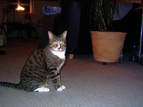 Huskat arnold - som mindre. billede 1