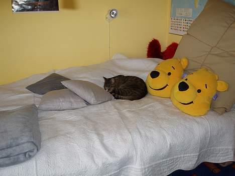 Huskat arnold - sover billede 2