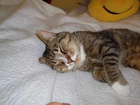 Huskat arnold - sover igen:p billede 3